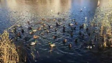 Parktaki vahşi ördekler sazlıkların yanındaki gölde yüzerler..