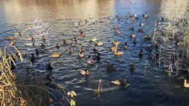 Birçok vahşi kuş sonbaharda parktaki gölde yüzer.