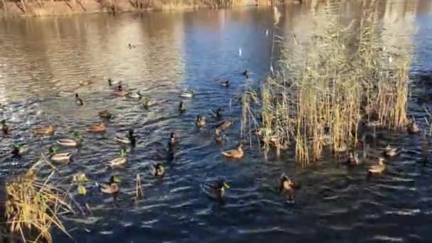 가을에 공원의 호수에서 야생 오리에게 먹이를 주는 모습 — 비디오
