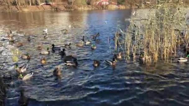 Les oiseaux sauvages nagent dans le lac dans le parc en automne — Video