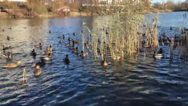 공원에 있는 야생 오리들 이 갈대를 타고 호수에서 헤엄치고 있다 — 비디오