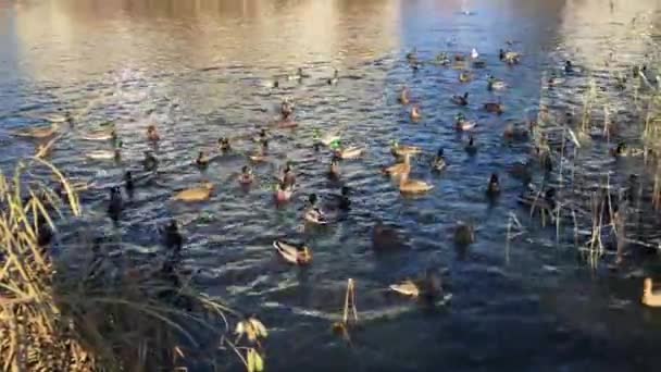 Sok vadon élő madár úszik ősszel a parkban a tóban. — Stock videók
