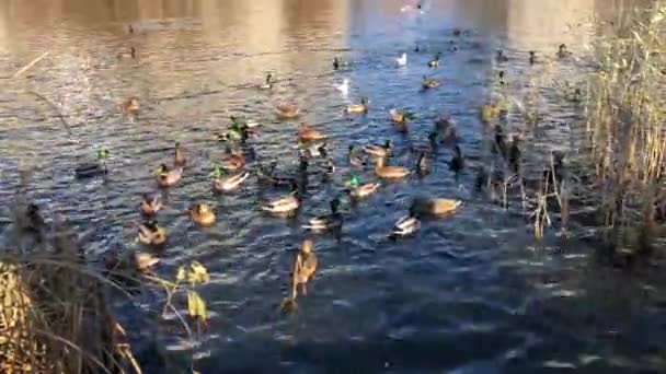 Alimentando patos selvagens em um lago em um parque — Vídeo de Stock