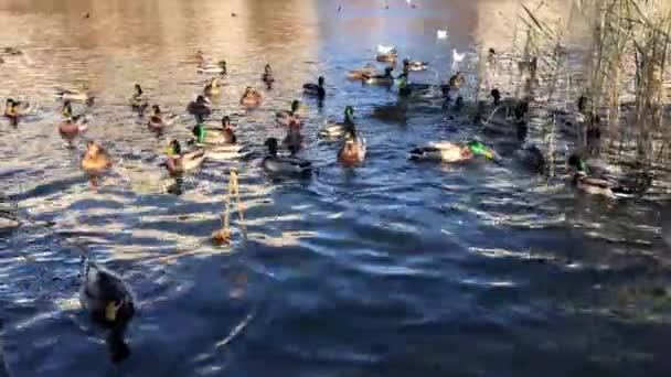 Bebek liar di taman berenang di danau di alang-alang di musim gugur . — Stok Video