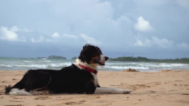 Komik köpek okyanusun yakınındaki kumda yatıyor. — Stok video