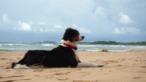 Beautiful dog lies on the sand near the ocean — Stock Video