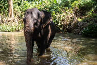 Genç, neşeli Hint fili nehirde banyo yapıyor.