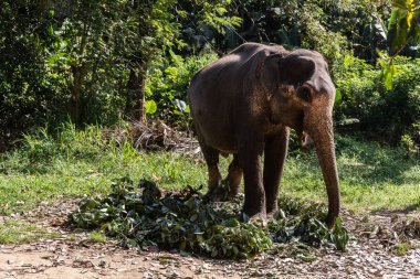 Hint fili parktaki ağaç dallarını yer..