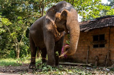Hint fili kulübenin yanındaki parkta ağaç dalları yiyor..