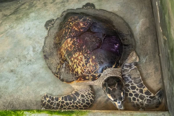 Turtle in a rehabilitation center. Turtle swims in the pool close-up.