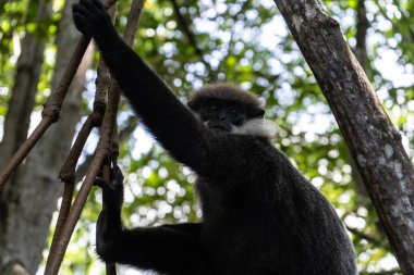 Mantled guereza maymunu bir liananın dalında oturur. Yakın plan..