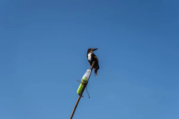 De ijsvogel zit op een zelfgemaakte vissersvuurtoren. Close-up. — Stockfoto