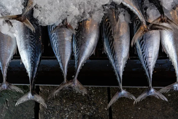 Mercado de peixe de rua. Captura fresca de peixe no gelo. Close-up . — Fotografia de Stock