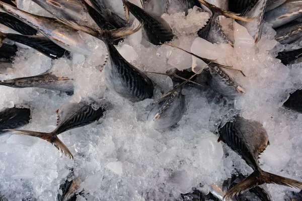 Mercado de peixe de rua. Captura fresca de peixe no gelo. Close-up . — Fotografia de Stock