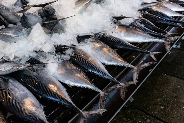 Mercado de peixe de rua. Captura fresca de peixe no gelo. Close-up . — Fotografia de Stock