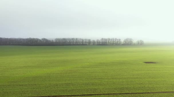 Воздушный обзор поля с озимой пшеницей в зимний сезон во время тумана — стоковое видео