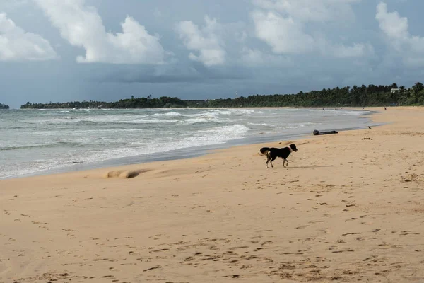 Homeless dog walking near the ocean — Stock Photo, Image