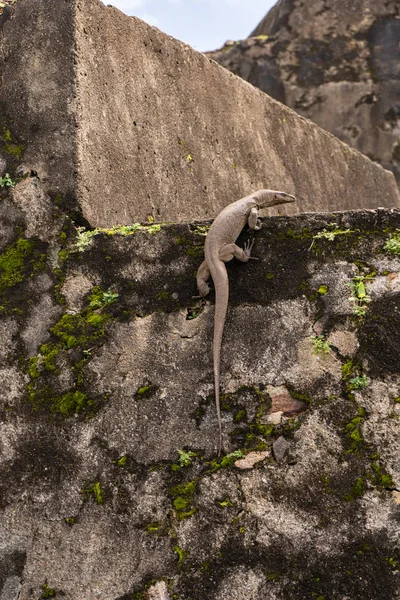 Big monitor lizard scrambles on a stone wall