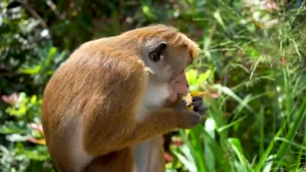 Дикая обезьяна питается фруктами в лесопарке — стоковое видео