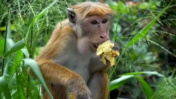 Wilde apen in natuurlijke omstandigheden eten bananen — Stockvideo