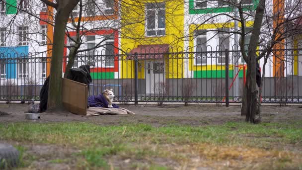 A homeless dog covered with a blanket lies in the garden in the courtyard of the housing estate — 비디오