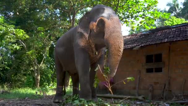 Elefante indio come ramas de árboles en el parque cerca de la cabaña . — Vídeo de stock