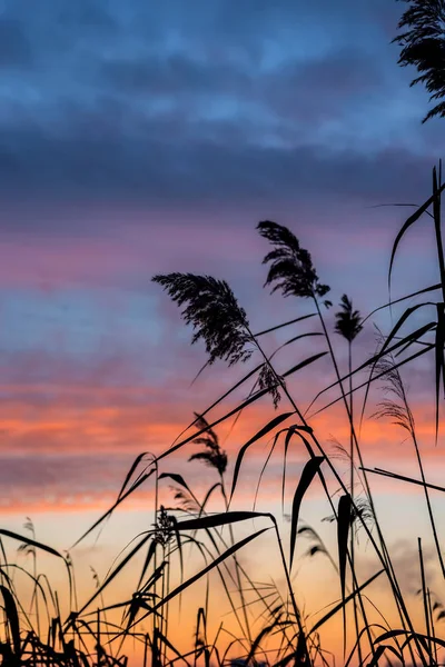 夜明けを背景に葦のシルエット。 — ストック写真