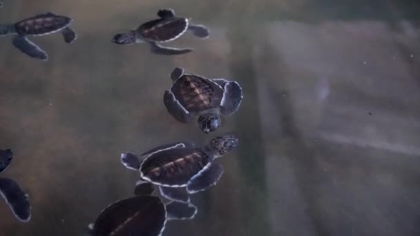 Nyfödda små sköldpaddor simmar i poolen. — Stockvideo
