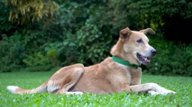 Mutlu evcil köpek parktaki yeşil çimlerin üzerinde yatıyor. Yakın plan..