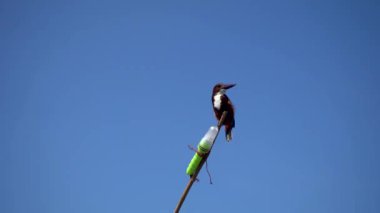 Ev yapımı bir deniz fenerinde oturan Kingfisher kuşu. Yakın plan..