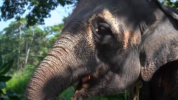 Fütterung aus den Händen eines jungen indischen Elefanten. — Stockvideo