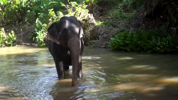 Young cheerful indian elephant bathes in a river — Stockvideo