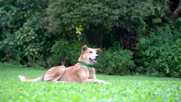 公園の緑の芝生の上に幸せな家庭犬が横たわっている — ストック動画