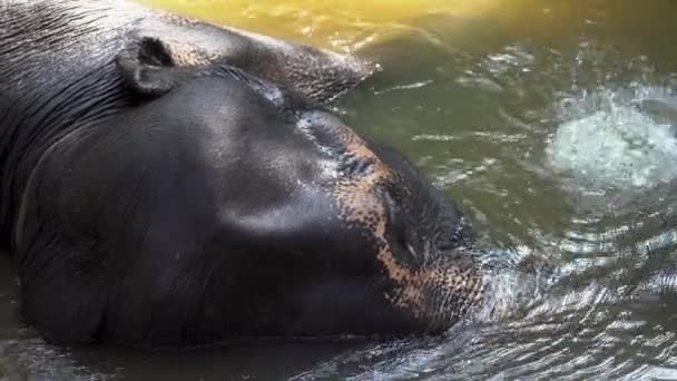 A young elephant rests lying in the river and moves its trunk — Stock Video