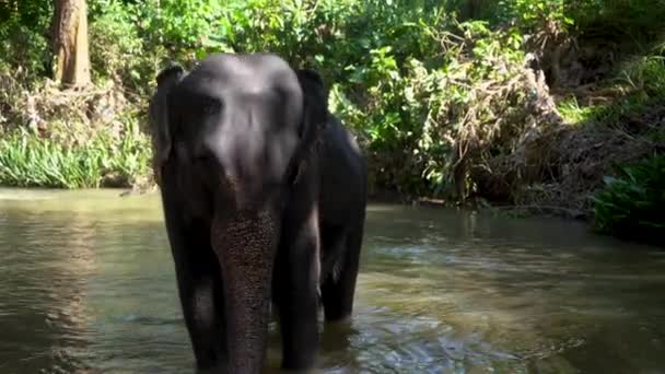 Un elefante joven se para en un lago y coquetea con otros — Vídeo de stock