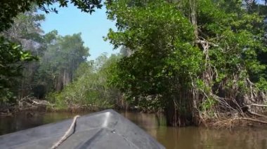 Nehir kıyısında egzotik bitki örtüsü olan bakir bir mangrov ormanı. Su basmış bataklık bölgesinde sık ağaçlar ve kökler. Nehir su yüzeyine yansıyan tepe örtüsü yaprakları