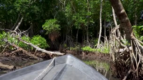 Девственные мангровые леса с экзотической растительностью на берегах рек. Толстые густые заросли деревьев и корни в затопленной болотистой местности. Лосень, отражающаяся на поверхности речной воды — стоковое видео