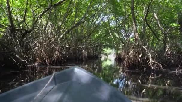 Unberührter Mangrovenwald mit exotischer Vegetation am Flussufer. dichtes Dickicht von Bäumen und Wurzeln in überfluteten Sumpfgebieten. Laub der Baumkronen reflektiert in der Flusswasseroberfläche — Stockvideo