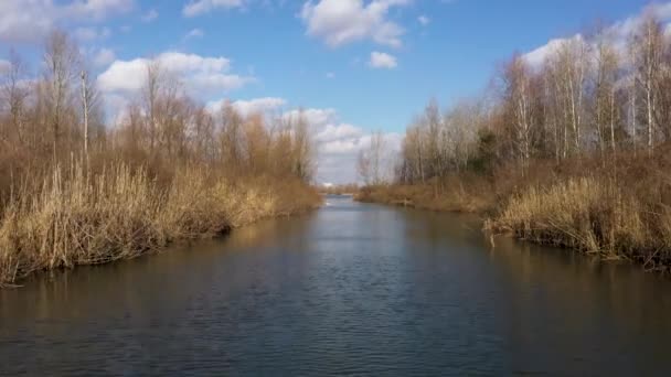 Luchtfoto van de rivier tussen bomen en riet In het vroege voorjaar — Stockvideo