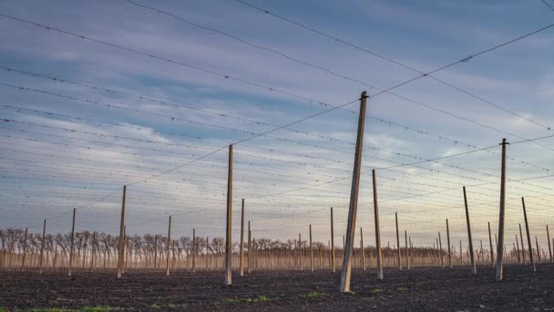 Pillars for the growth of hops at sunset. Timelapse. — Stock Video