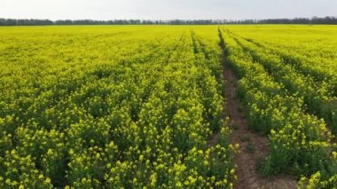 Sarı tarla kolza tohumu çiçek açtı
