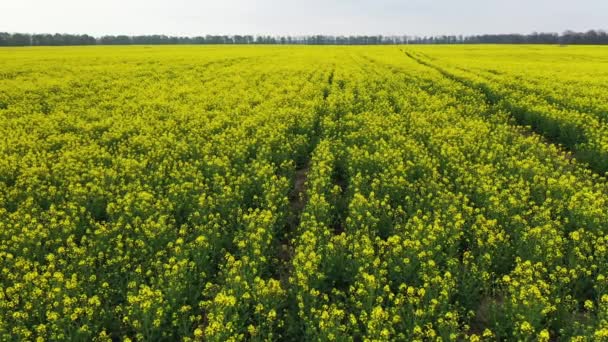 Färgglada fält av blommande raps — Stockvideo