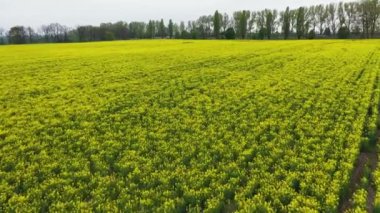 Uzak Kırsal Alandaki Kanola Alanları