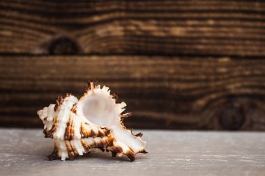 Deniz kabuğu koyu ahşap arka plan üzerinde