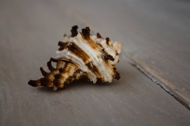 Deniz kabuğu hafif ahşap zemin üzerine