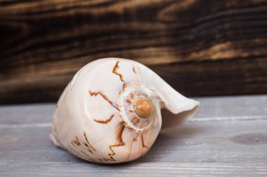 Deniz kabuğu koyu ahşap arka plan üzerinde