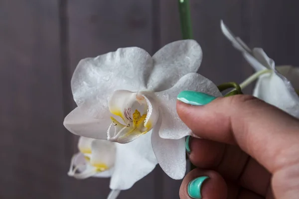 Mano de mujer y orquídea blanca sobre fondo de madera — Foto de Stock