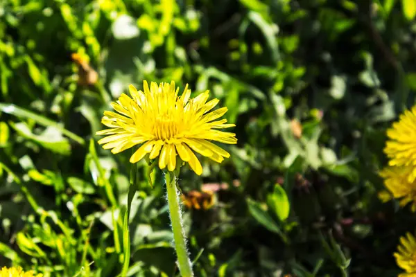 Желтый одуванчик на фоне зеленой травы — стоковое фото