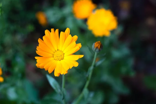 Fleurs jaunes dans le jardin — Photo