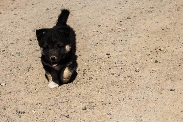 Little puppy runs on sand — Stock Photo, Image